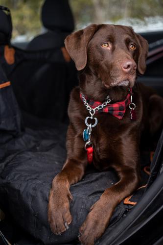 Duke