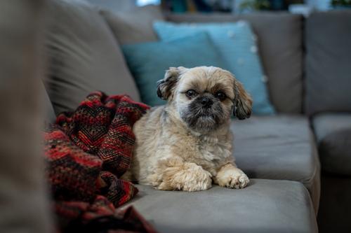 Leo indulging on the couch